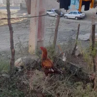 خروس لاری|حیوانات مزرعه|مریوان, |دیوار