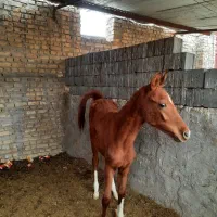 گره اسب|اسب و تجهیزات اسب‌سواری|یزد, |دیوار