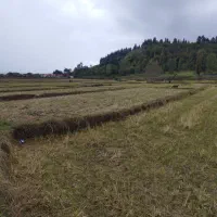 زمین کشاورزی یک لته محلی دونبش در لیسار تالش|فروش زمین و ملک کلنگی|لیسار, |دیوار