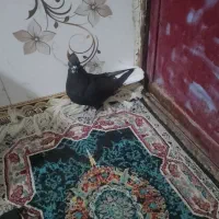 ماده زاغ دم سفید|پرنده|بروجرد, |دیوار