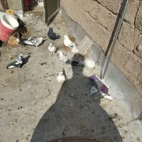 تعدادی غریب گیری پرشی