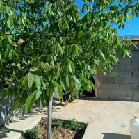 فروش باغ در سپیدان|فروش زمین و ملک کلنگی|سپیدان, |دیوار