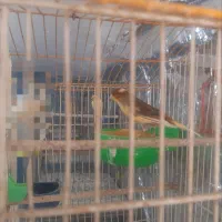 قناری وعروس هلندی|پرنده|مهدی شهر, |دیوار