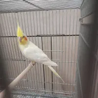 جفت عروس هلندی|پرنده|لار, |دیوار