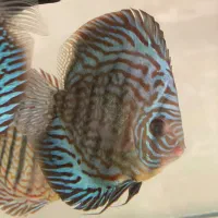 ماهی دیسکس|ماهی|مشهد, حجاب (شهرک غرب)|دیوار