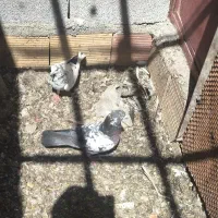 کفتر سالم خوب زیبا