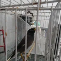 سلام یک عدد مینا ۶نیم ماهه  تازه به حرف آمده|پرنده|تایباد, |دیوار