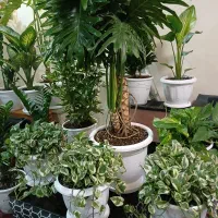 گلهای منحصر به فرد جذاب