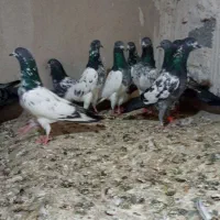 کبوتر پاکستانی تیدی|پرنده|رضوانشهر, |دیوار