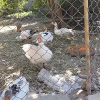 10عدد غاز