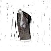 طوقی