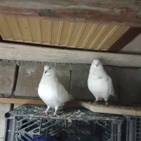 کبوتر گره|پرنده|قشم, |دیوار