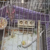 دو جفت عروس هلندی نر وماده