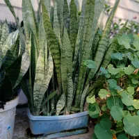 گل سانسوریا در ابعاد وقیمت های مختلف|گل و گیاه طبیعی|طاهرگوراب, |دیوار