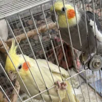 یک جفت عروس هلندی