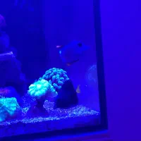 دم زرد رد سی