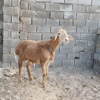 بره قوچی چینی اصیل|حیوانات مزرعه|تربت جام, تیپ ۳۸ زرهی تربت جام|دیوار