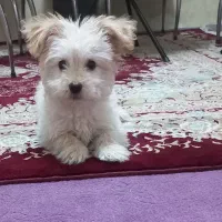 تریر|سگ|تبریز, |دیوار