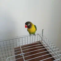 طوطی برزیلی یقه زرد اورجینال نر