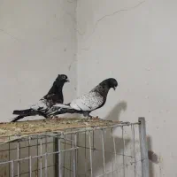 طاووسی|پرنده|گتوند, |دیوار