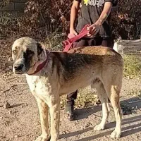 سگ سرابی|سگ|کرمان, |دیوار