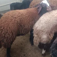 بره نر هفت ماهه همه چاق و سرک دار  کیلویی 420|حیوانات مزرعه|گرگان, |دیوار