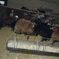 گوشت بره به قیمت کشتارگاه