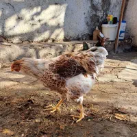 خروس ویاندوت اورنج،خروس چینی مشکی ومرغ چهل تاج