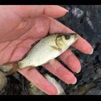 بچه ماهی گوشتی برای استخر ‌آب ثابت کپور و آمور