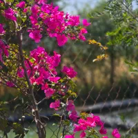 فروش-باغ-انار