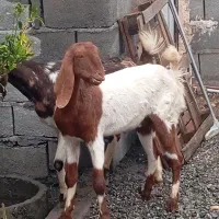 بزکل|حیوانات مزرعه|جیرفت, |دیوار