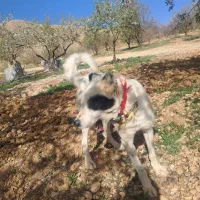 سگ نگهبان|سگ|جونقان, |دیوار