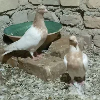 کله زرد|پرنده|کرباسک, |دیوار