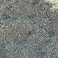 فروش کاه گندم ولوبیا|عمده‌فروشی|تنکابن, |دیوار