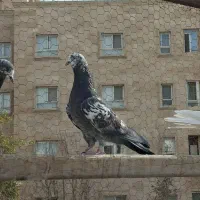 کفتر قاره کله ماستی نر جوان