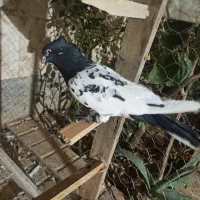 فروش کبوتر و جفتگاه سه طبقه