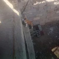 توله سگ خراسانی