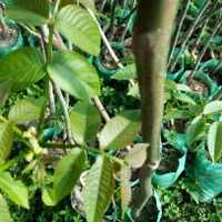 نهال میوه اصلاح شده باردهی از سال اول|خدمات باغبانی و درختکاری|رشت, آب آسیاب|دیوار