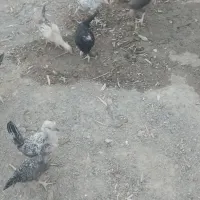 جوجه محلی سرحال