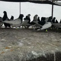 30تا کله سیاه سینه سیاه طوقی سیاه|پرنده|تربت‌حیدریه, سرمحله|دیوار