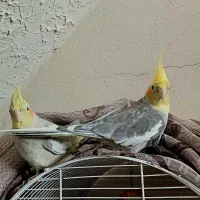 خریدار عروس هلندی شما فروشی هم دارم