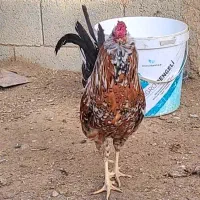 جوجه و تخم نطفه دار گلین|حیوانات مزرعه|شهرضا, |دیوار