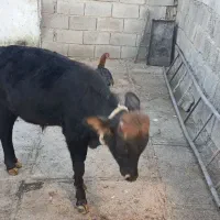 گوساله نرفروشی|حیوانات مزرعه|زمکان, |دیوار