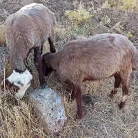 کاور ماده