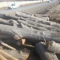 باغبانی درختکاری|خدمات باغبانی و درختکاری|کامیاران, |دیوار