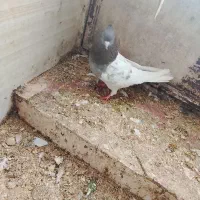 کبوتر|حیوانات|سمیرم, |دیوار