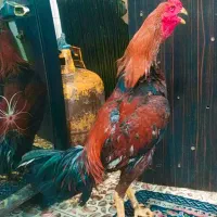 جوجه خروس لاری افغان عطیقه 4 دانگ|حیوانات مزرعه|زاهدان, |دیوار