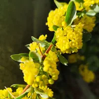 باغ محصور ۵۲۰ متری اصفهان خ آتشگاه خ بهشت منطقه۹