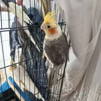 عروس هلندی