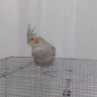 عروس هلندی|پرنده|تاکستان, |دیوار